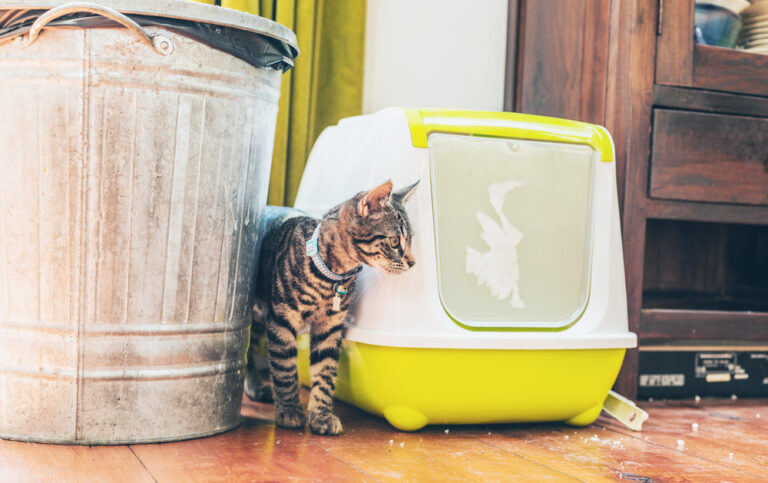 Where to Put a Litter Box in a Small Apartment